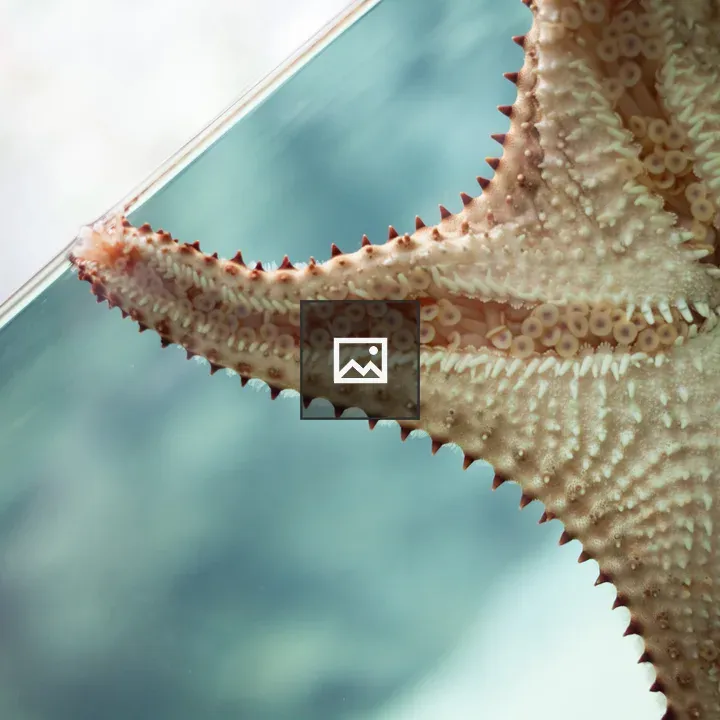 Starfish on Glass