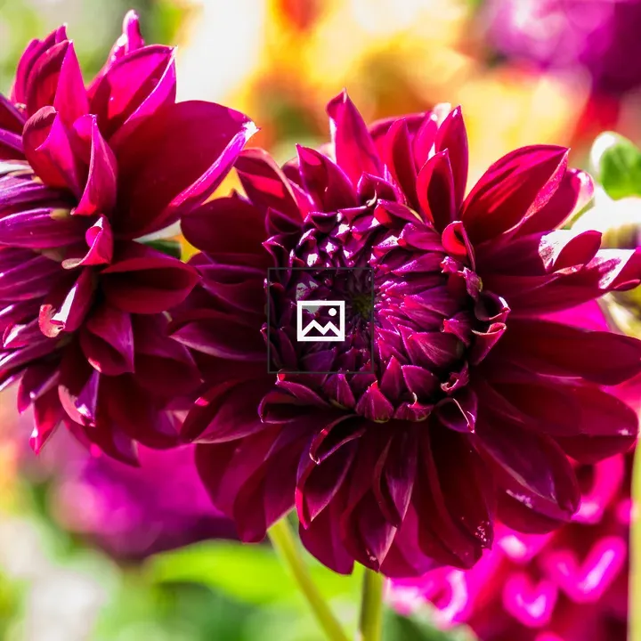 Maroon Dahlia Flower
