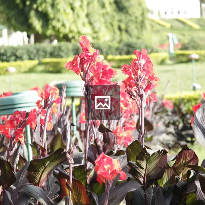 Red flowers in park backdrop