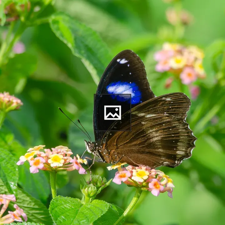 Great Eggfly on Flowers