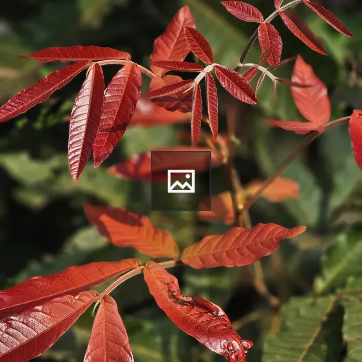 Young reddish leaves on small plant branch