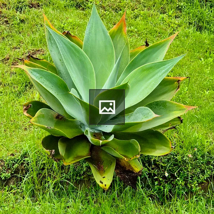 Agave attenuata Close-Up