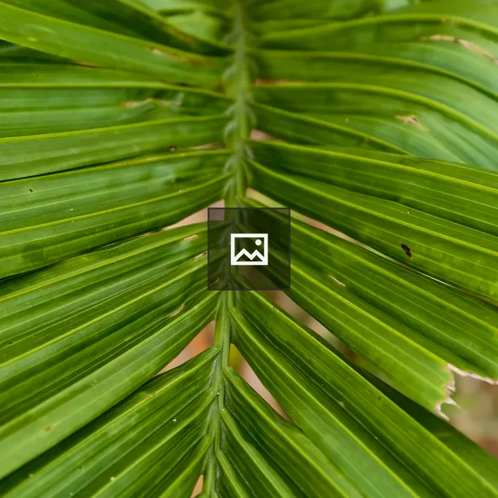 Bright green palm leaf close-up