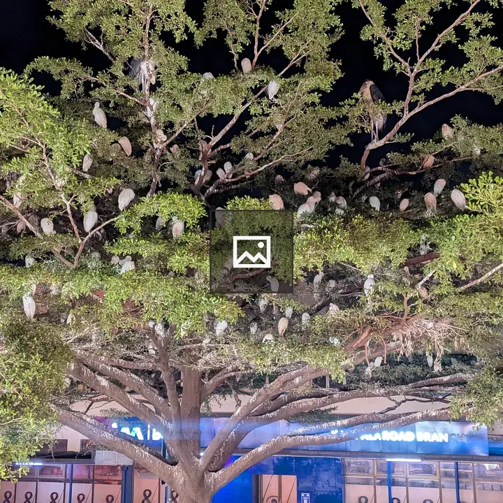 Birds on Night-Time Branches
