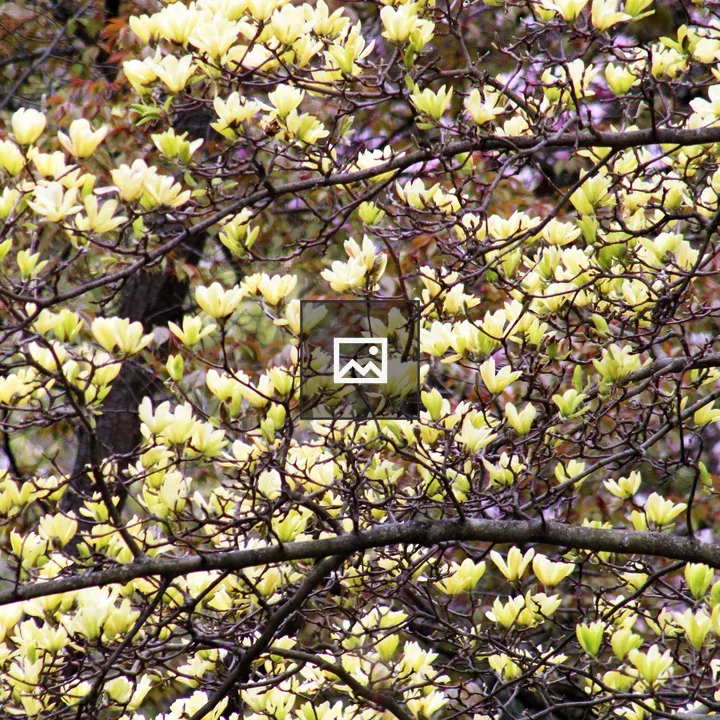 Yellow Magnolia Flowers