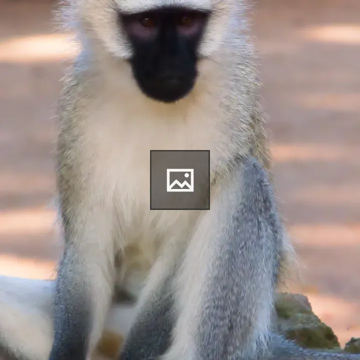 Male vervet monkey on a rock