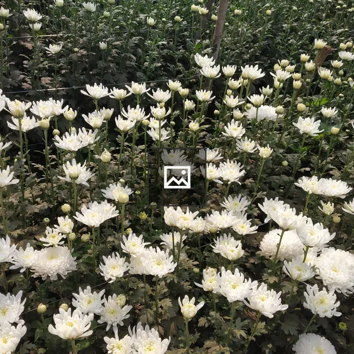 Chrysanthemum blossoms close-up