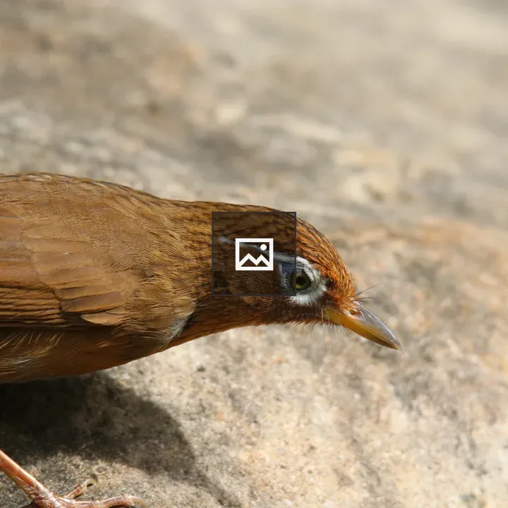 Reddish-brown bird with white eye stripe