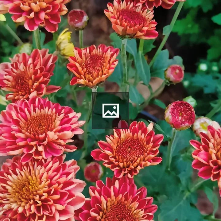 Flower of red and yellow colors