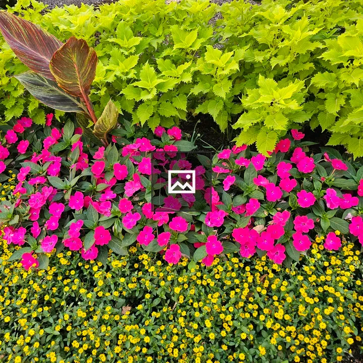 Colorful garden bed with flowering plants