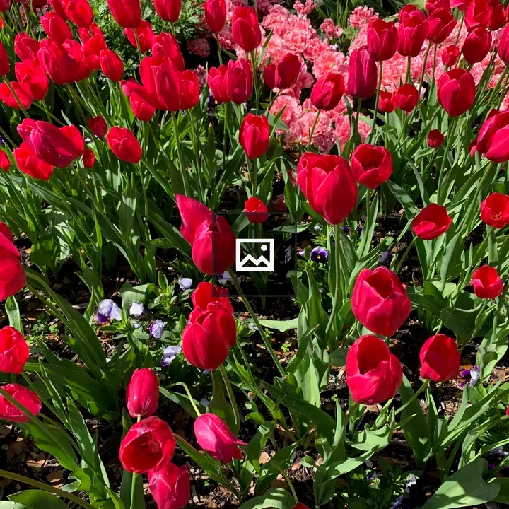 Tulips in a Sunny Garden
