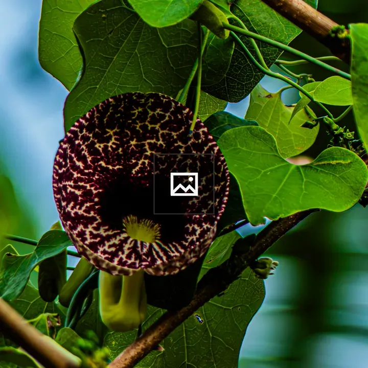 Aristolochia cup flower