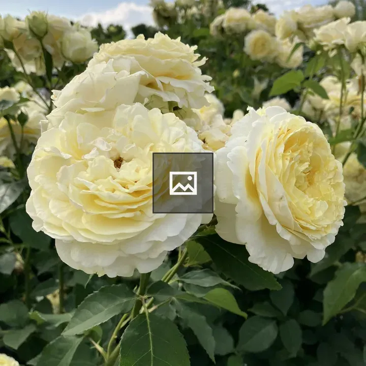 Light Yellow Rose Flowers