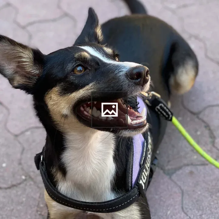 Dog portrait in landscape