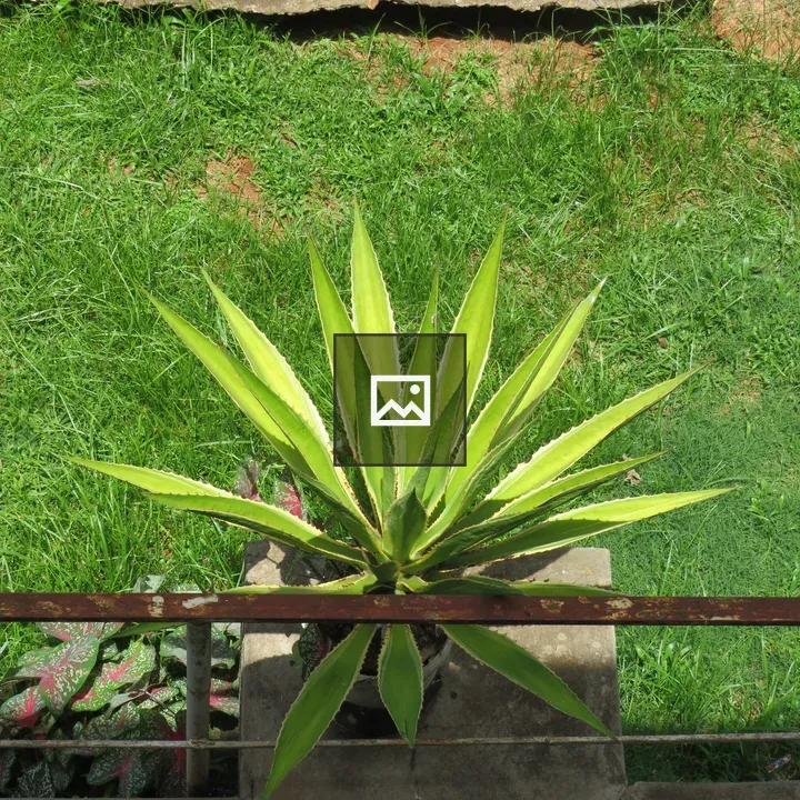 Agave Plant on Pedestal