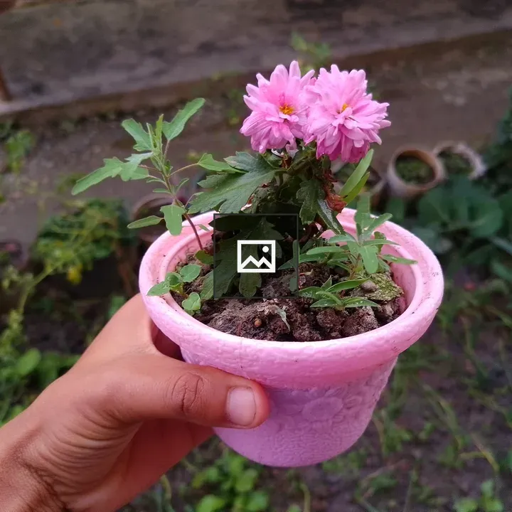 Hand Holding Pink Flower Pot