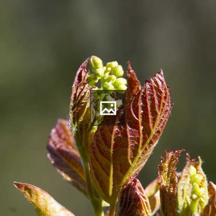 Light green maple bud with dark red leaves