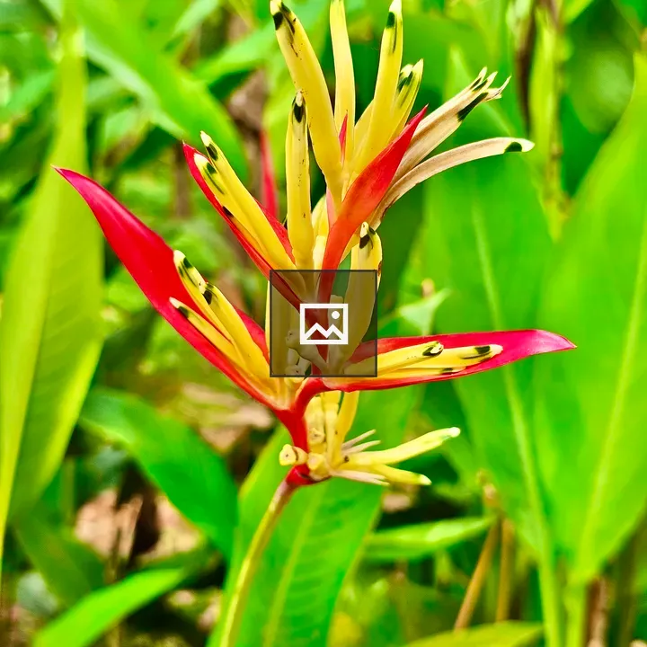Heliconia flower and plants