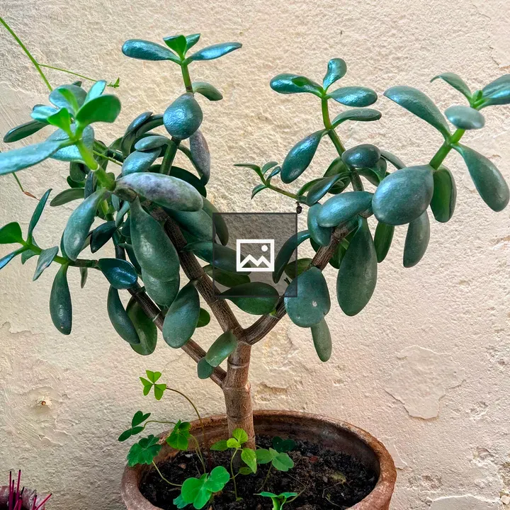 Potted jade plant indoors