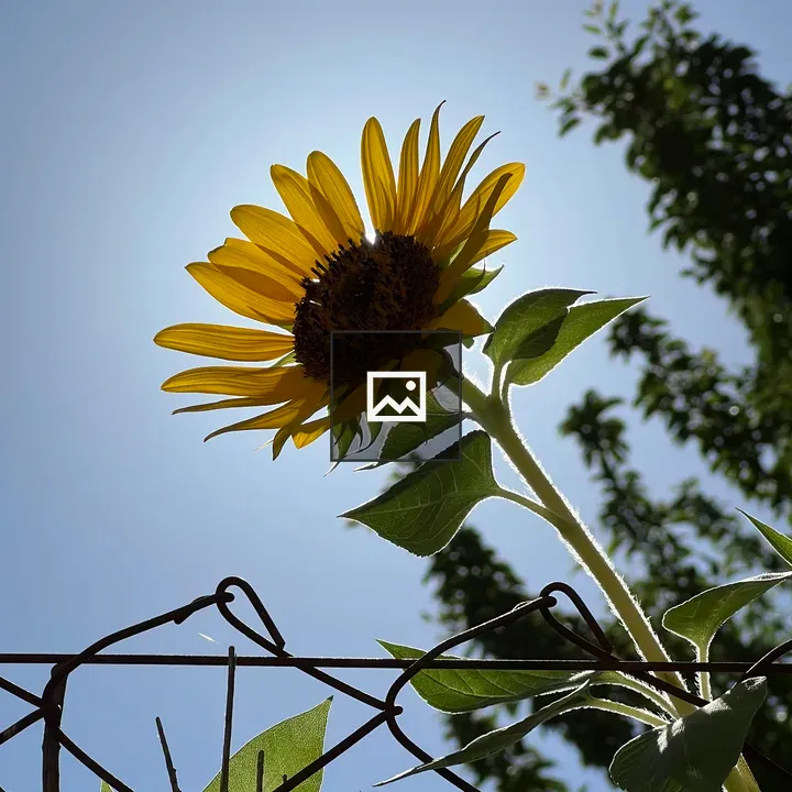 Sunflower in Low-Angle View