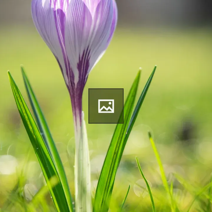 Krokus in a field