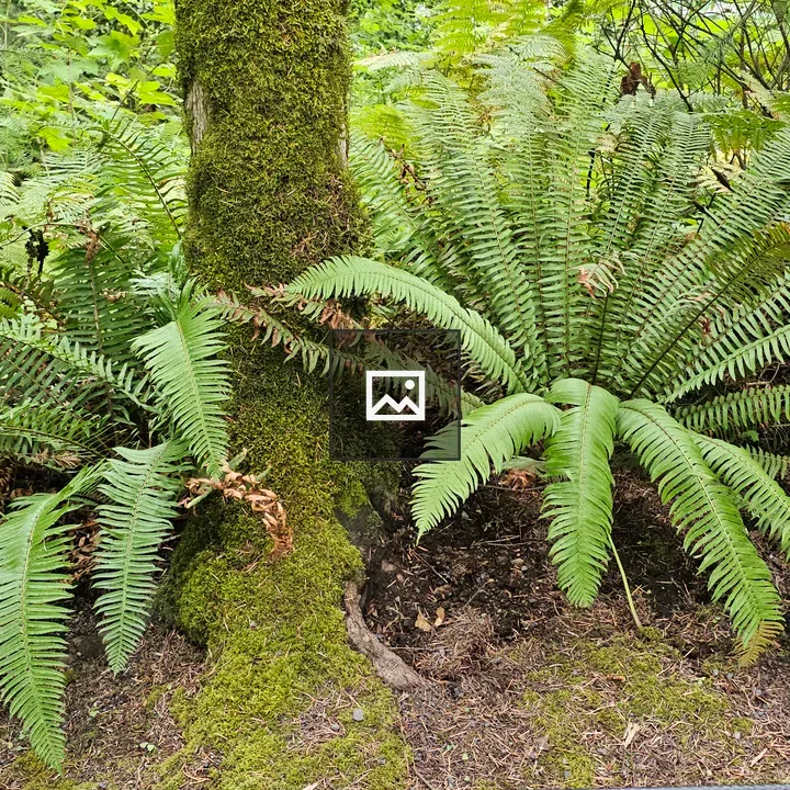 Sword ferns at mossy tree base