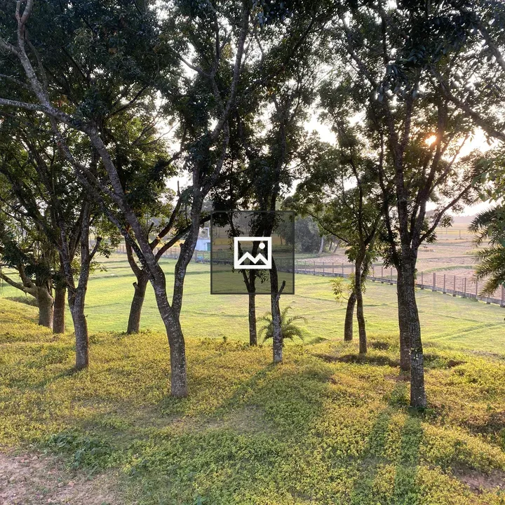 Trees in Sunlit Rural Scene