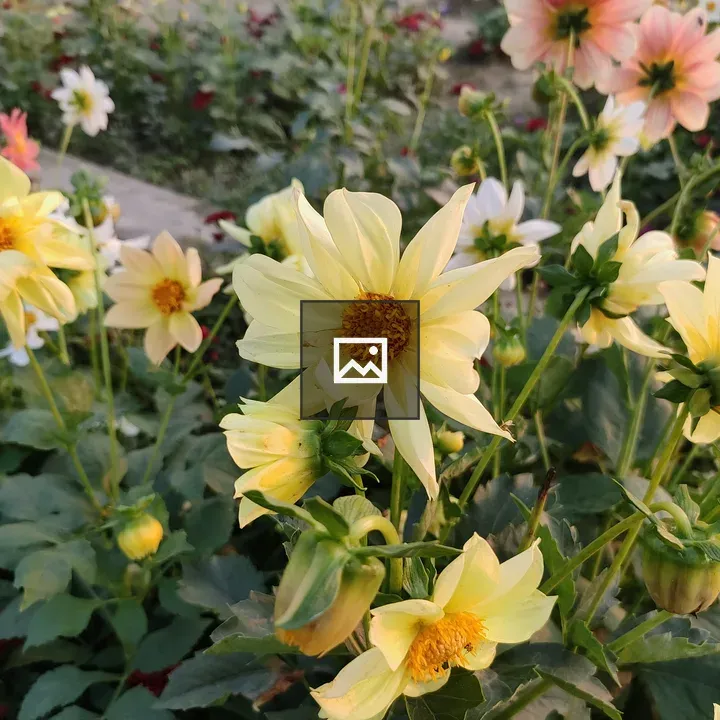 Dahlia flower