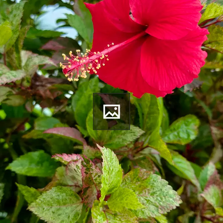 Red hibiscus flower