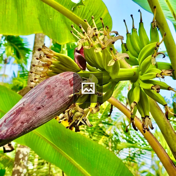 Bananas in Green and Red Hues