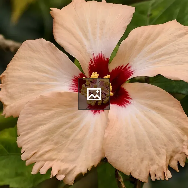 Hibiscus with Red Spot