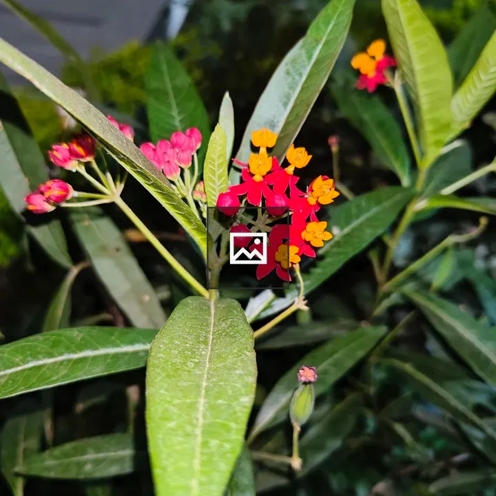 Small red and gold flowers