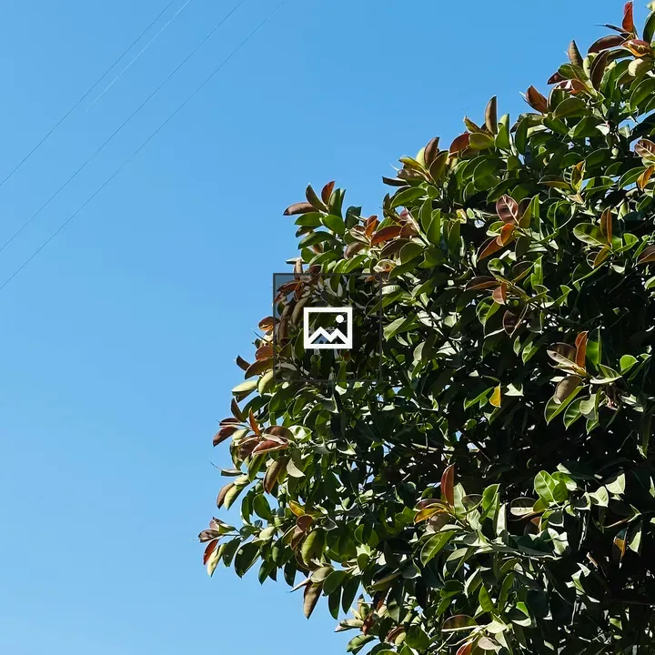 Green tree against blue sky