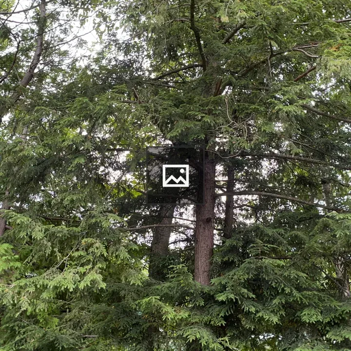 Forest Scene with Trees