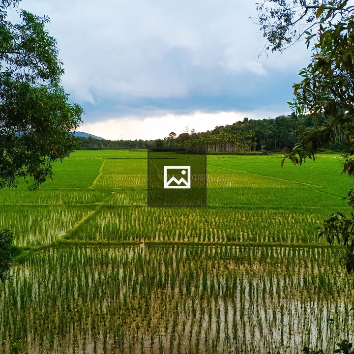 Paddy Field in Wayanad Monsoon