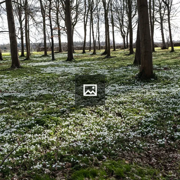 Snowdrops in Nature