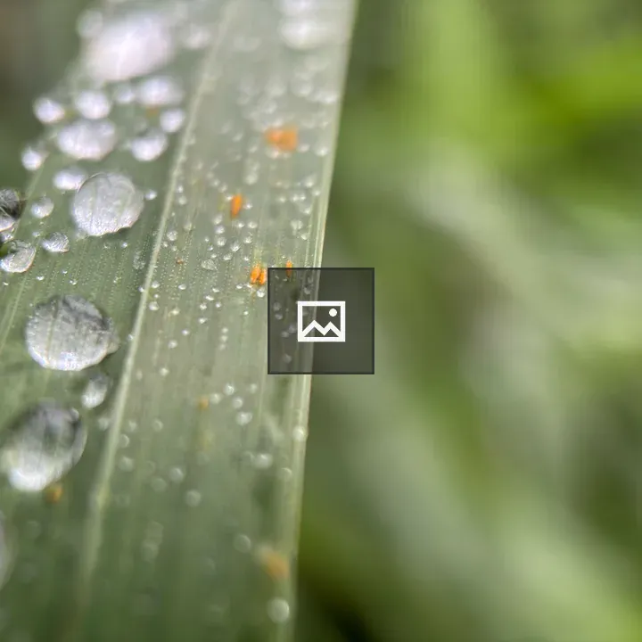 Closeup of water droplets on grass