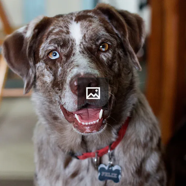 Felix the Dog Smiling