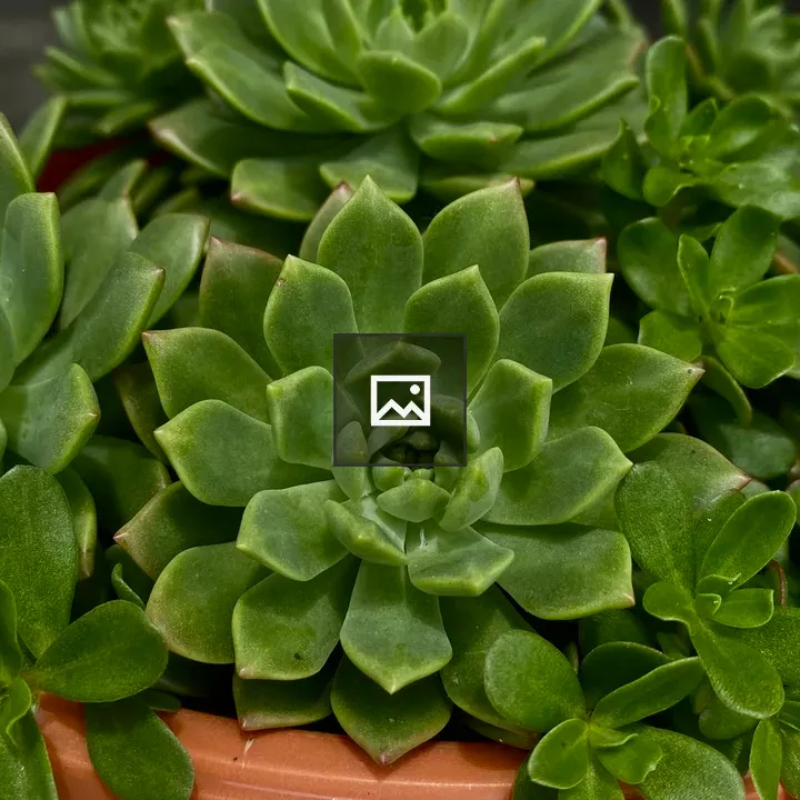 Succulent plant with thick leaves