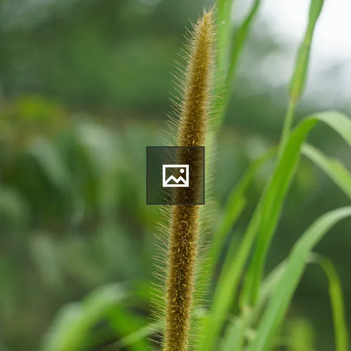 Foxtail millet seed head
