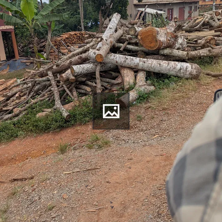Pile of logs in clearing