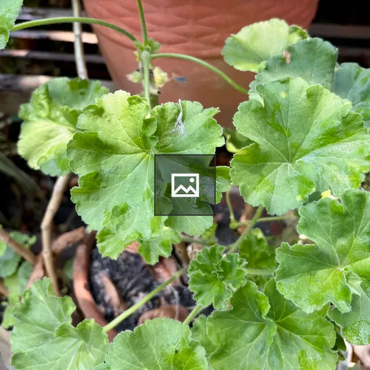 Geranium Leaves Close-Up