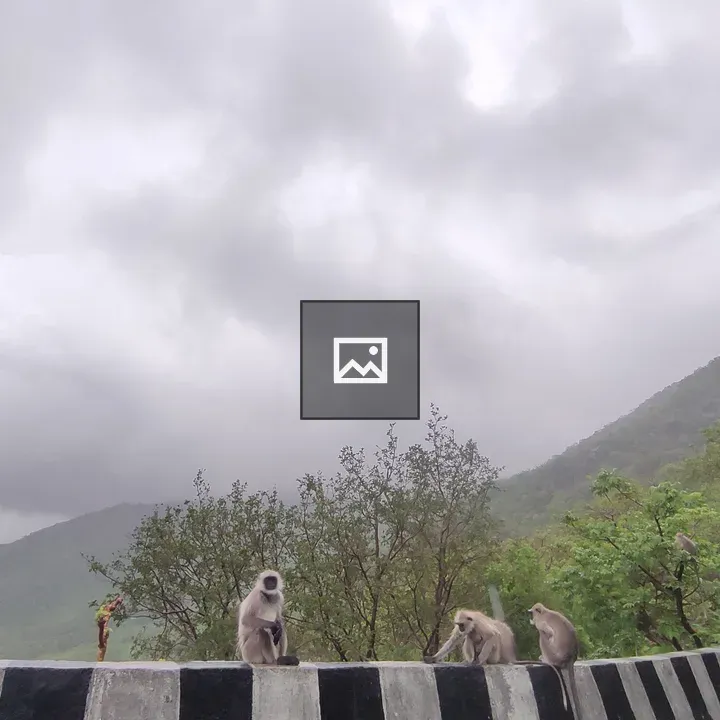 Monkeys on the side of a road