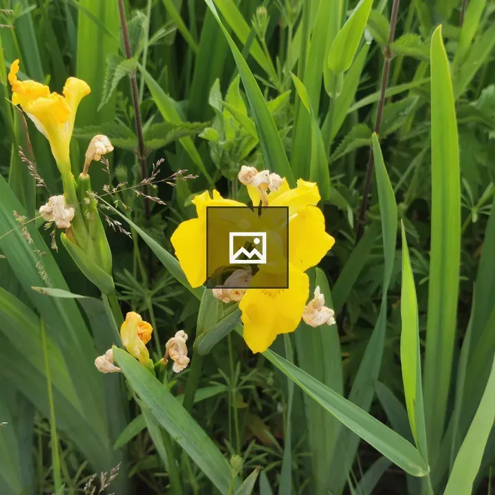 Yellow Irises