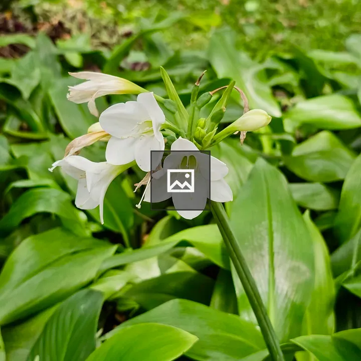 White bell-shaped flowers among green leaves