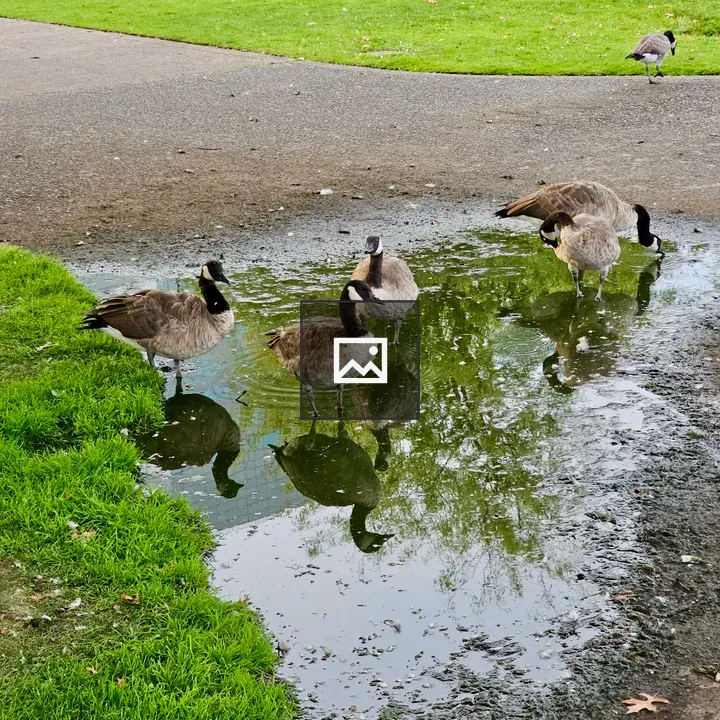 Group of Canadian Geese by Puddle