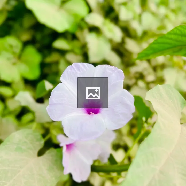 Delicate purple flower