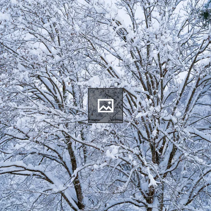 Snow-laden tree branches