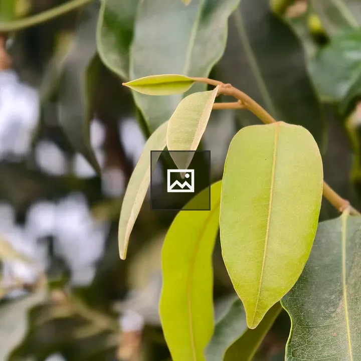 Close-up of new tree growth