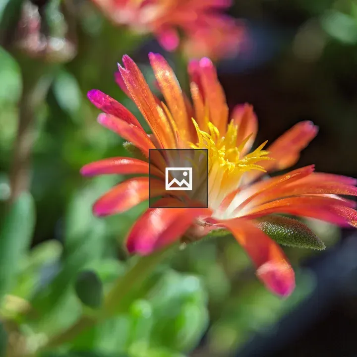 Straw flower spray close up